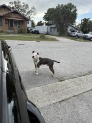 Found/Stray Male Dog last seen Near st s and Emerson Ave S, St. Petersburg, FL 33707