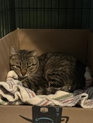 Found/Stray Unknown Cat last seen Asheville hwy and wooddale rd, Eastwood, TN 37924