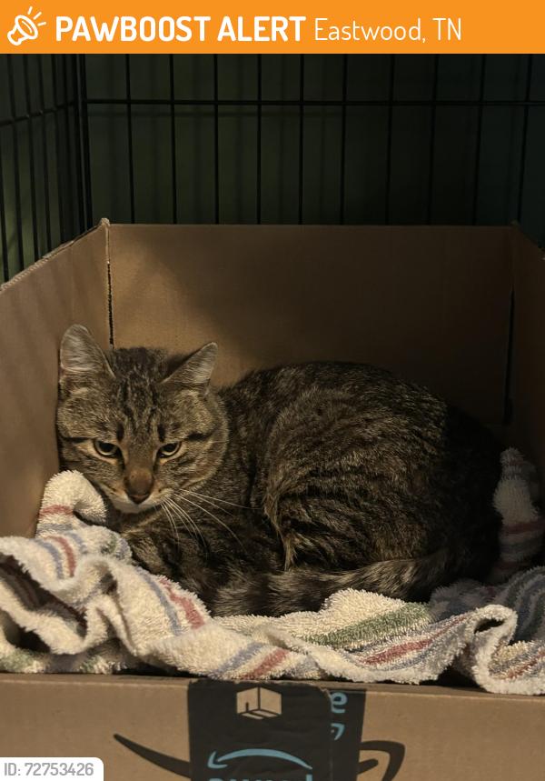 Found/Stray Unknown Cat last seen Asheville hwy and wooddale rd, Eastwood, TN 37924