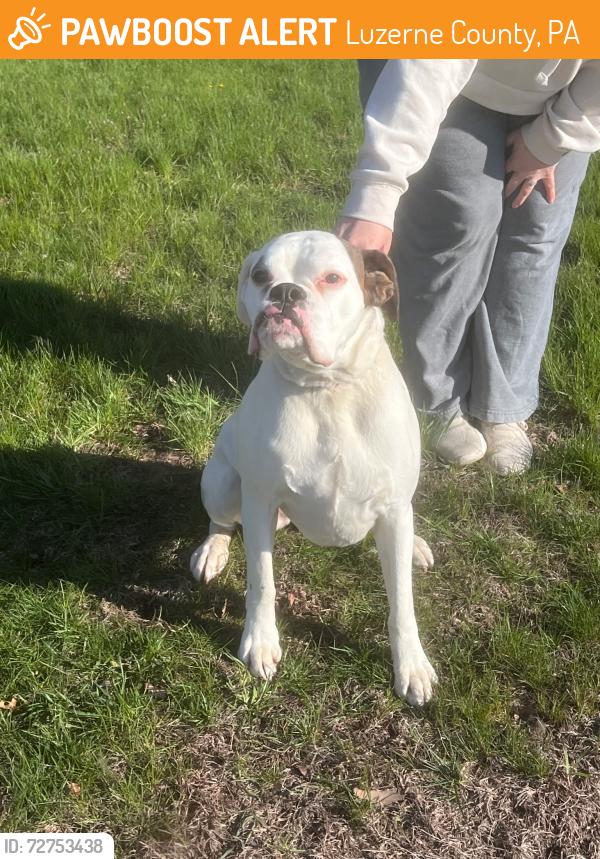 Found/Stray Female Dog last seen Baseball field // the old Charlie b’s, Luzerne County, PA 18705