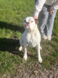 Found/Stray Female Dog last seen Baseball field // the old Charlie b’s, Luzerne County, PA 18705