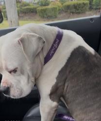 Lost Male Dog last seen Riverside Dr, Chattanooga, TN 37406