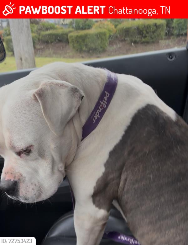 Lost Male Dog last seen Riverside Dr, Chattanooga, TN 37406