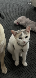 Lost Female Cat last seen In my apmt complex, 5905 puffin Ave , Palmhurst, TX 78573