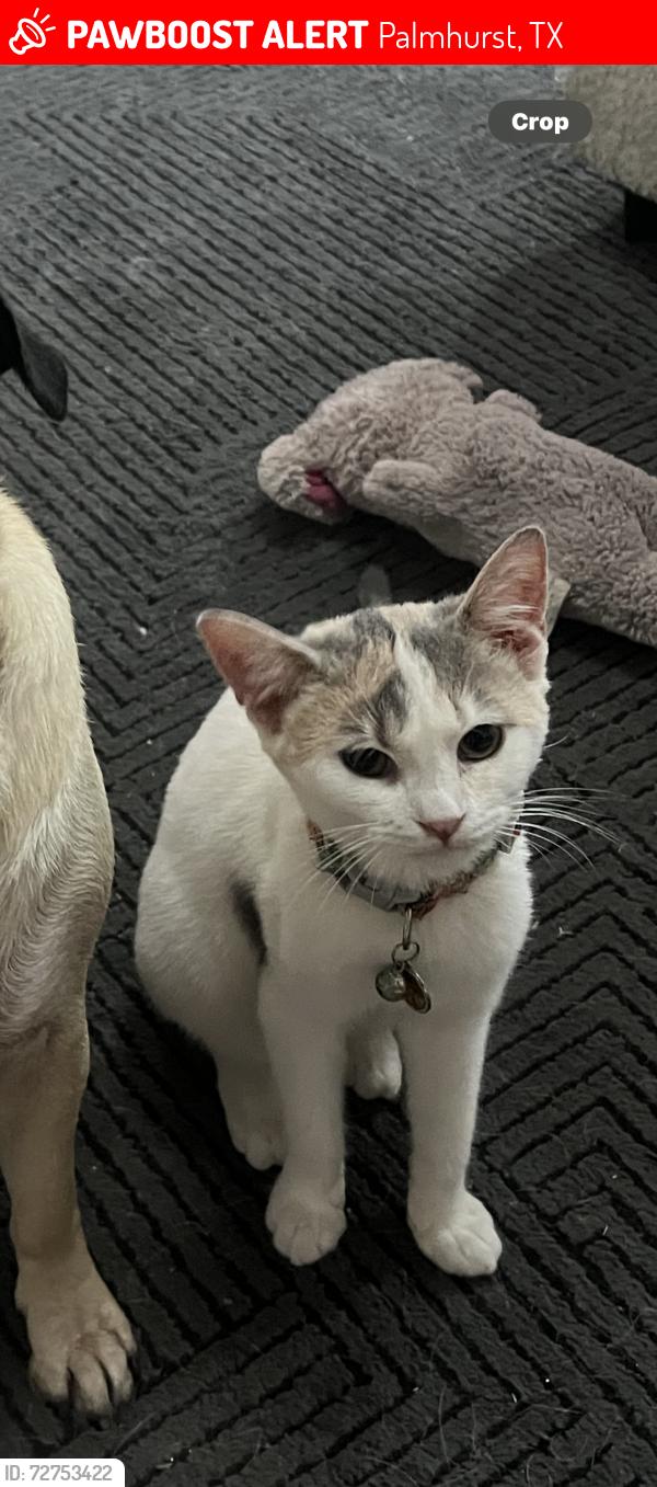 Lost Female Cat last seen In my apmt complex, 5905 puffin Ave , Palmhurst, TX 78573