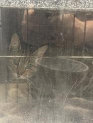 Shelter Stray Female Cat last seen Cleburne, TX 76033, Cleburne, TX 76033