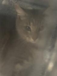 Shelter Stray Unknown Cat last seen Cleburne, TX 76033, Cleburne, TX 76033