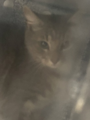 Shelter Stray Unknown Cat last seen Cleburne, TX 76033, Cleburne, TX 76033
