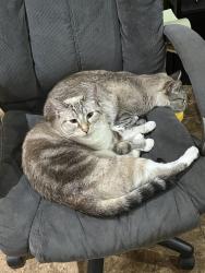 Lost Female Cat last seen Queen Bess , Corpus Christi, TX 78414