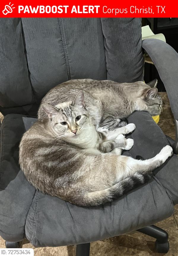 Lost Female Cat last seen Queen Bess , Corpus Christi, TX 78414