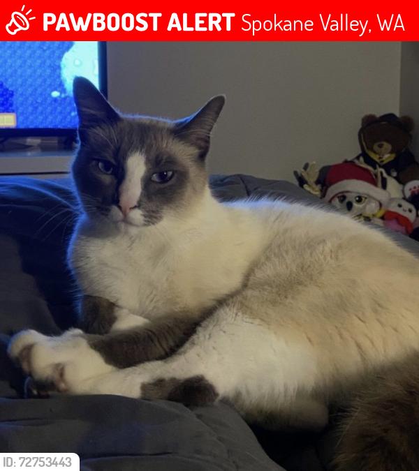 Lost Male Cat last seen The Reserve at Sey Lake, Spokane Valley, WA 99037