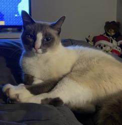 Lost Male Cat last seen The Reserve at Sey Lake , Spokane Valley, WA 99037