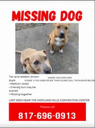 Lost Male Dog last seen Near gladgow rd, Fort Worth, TX 76134
