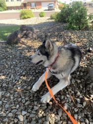 Found/Stray Male Dog last seen 49th and Royal Palm, Glendale, AZ 85302