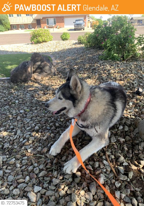 Found/Stray Male Dog last seen 49th and Royal Palm, Glendale, AZ 85302