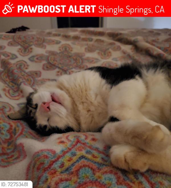 Lost Male Cat last seen Mother load drive, Shingle Springs, CA 95682
