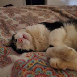 Lost Male Cat last seen Mother load drive, Shingle Springs, CA 95682