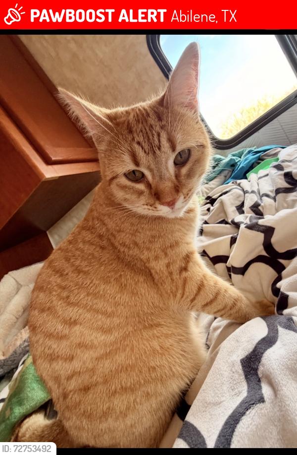 Lost Female Cat last seen Ohlhausen Rd & Beltway707, Abilene, TX 79606