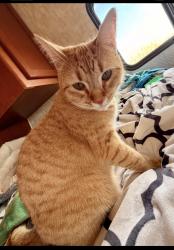 Lost Female Cat last seen Ohlhausen Rd & Beltway707, Abilene, TX 79606