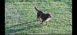 Found/Stray Male Dog last seen Shores at the peninsula , Honey Grove, TX 75446