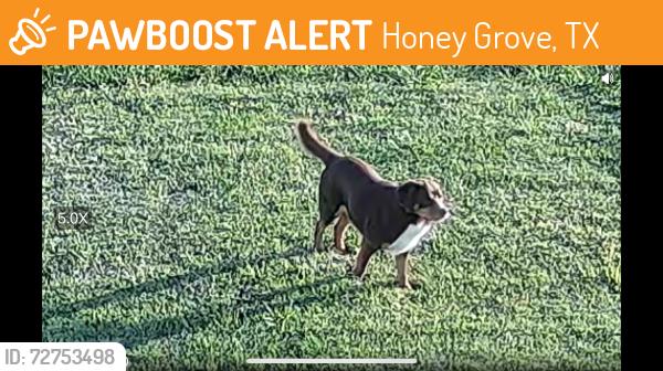 Found/Stray Male Dog last seen Shores at the peninsula , Honey Grove, TX 75446