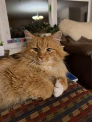 Lost Male Cat last seen Aquilla & Butternut Rd , Geauga County, OH 44065