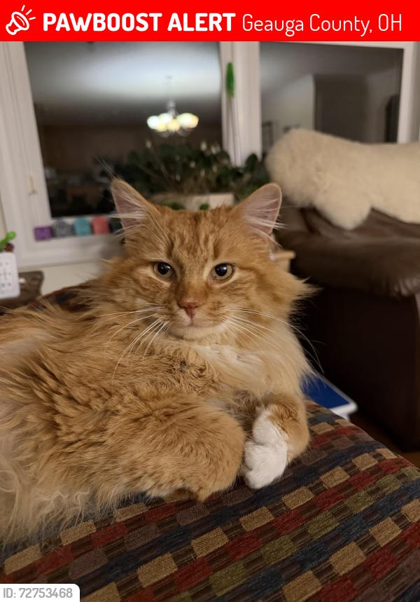 Lost Male Cat last seen Aquilla & Butternut Rd , Geauga County, OH 44065