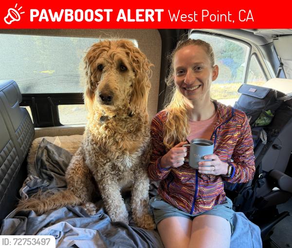 Lost Male Dog last seen Near jurs rd, West Point CA  95255, West Point, CA 95255