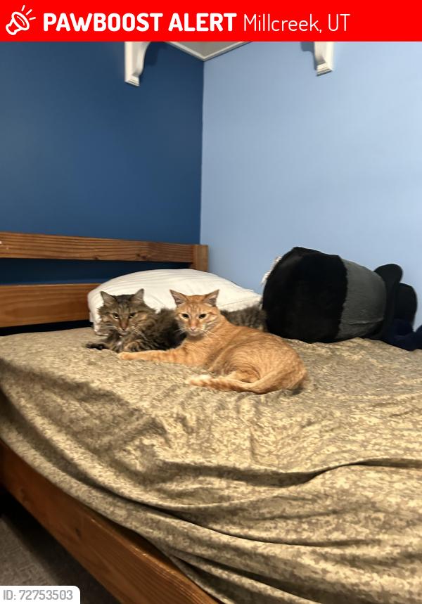 Lost Male Cat last seen Crown burger  on Highland Drive Millcreek, Millcreek, UT 84106