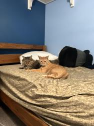 Lost Male Cat last seen Crown burger  on Highland Drive Millcreek, Millcreek, UT 84106
