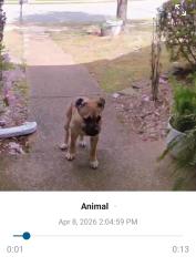 Found/Stray Female Dog last seen Hope Presbyterian Soccer fields Cordova Off of Trinity Rd, Memphis, TN 38018