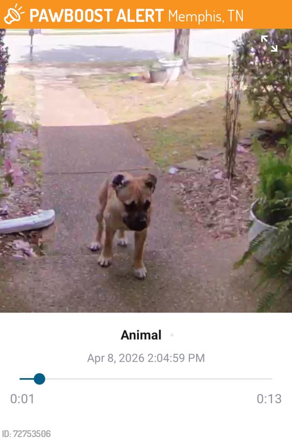 Found/Stray Female Dog last seen Hope Presbyterian Soccer fields Cordova Off of Trinity Rd, Memphis, TN 38018