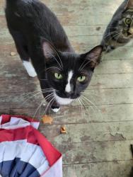 Lost Male Cat last seen CJs antique store, Ponchatoula, LA 70454