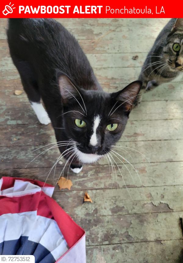 Lost Male Cat last seen CJs antique store, Ponchatoula, LA 70454