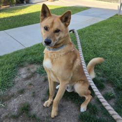 Found/Stray Male Dog last seen David Molina Park 4951 Oregon Ave, Long Beach, CA 90805, Long Beach, CA 90805
