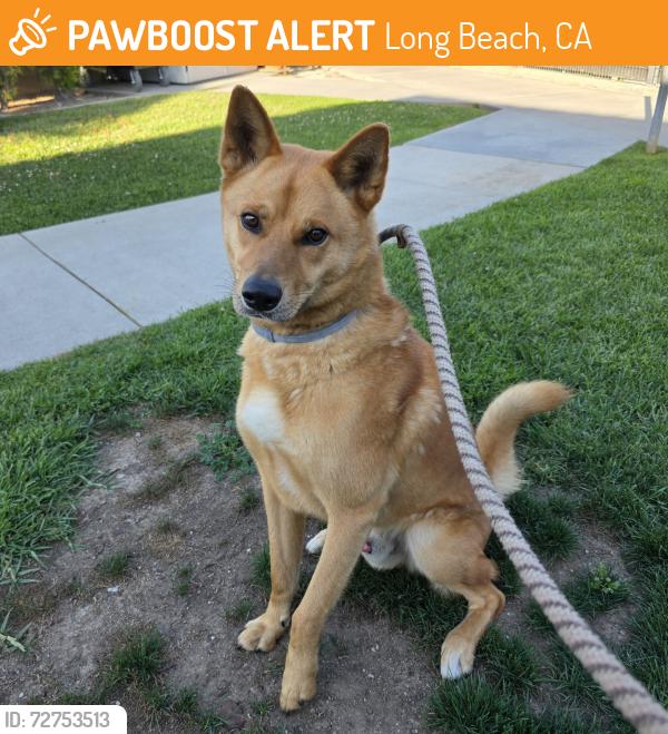 Found/Stray Male Dog last seen David Molina Park 4951 Oregon Ave, Long Beach, CA 90805, Long Beach, CA 90805