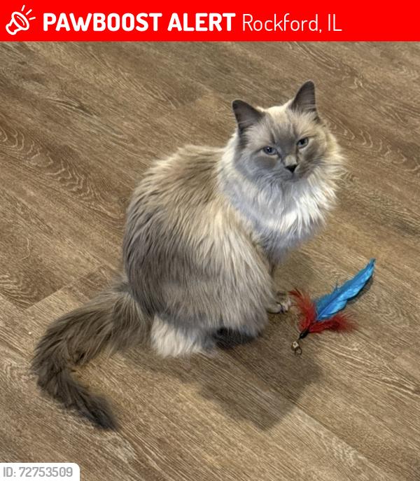 Lost Female Cat last seen Mulford and Harrison, Rockford, IL 61108