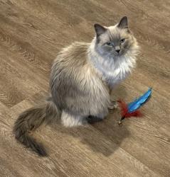 Lost Female Cat last seen Mulford and Harrison, Rockford, IL 61108