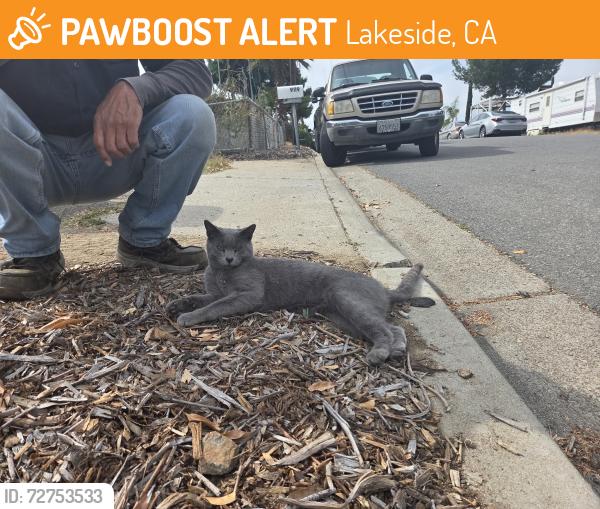 Found/Stray Male Cat last seen Bubbling wells rd, Lakeside, CA 92040