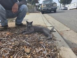 Found/Stray Male Cat last seen Bubbling wells rd, Lakeside, CA 92040