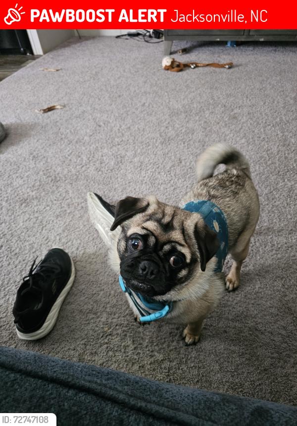 Lost Male Dog last seen Broadhurst  rd water company, Jacksonville, NC 28540