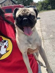 Lost Female Dog last seen Near Marsha ln , DeSoto, TX 75115