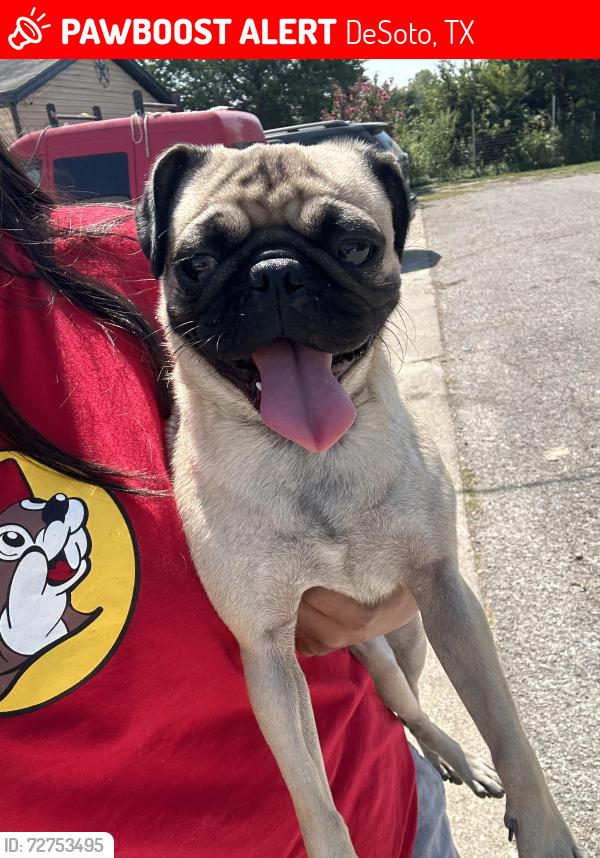 Lost Female Dog last seen Near Marsha ln , DeSoto, TX 75115