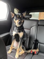 Lost Female Dog last seen Near Northwood drive, Sandy Springs, GA 30342