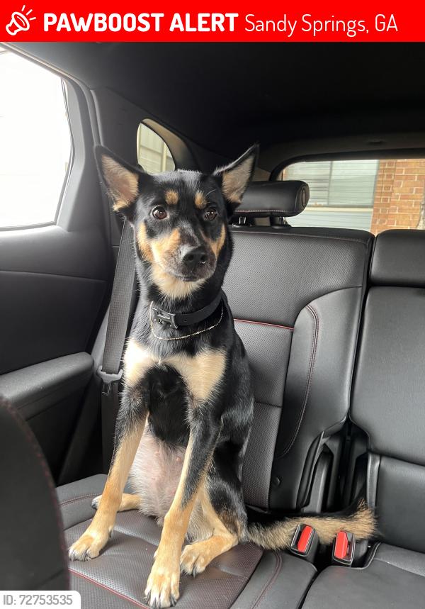 Lost Female Dog last seen Near Northwood drive, Sandy Springs, GA 30342