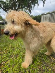 Found/Stray Male Dog last seen Highbanks in debary , DeBary, FL 32713