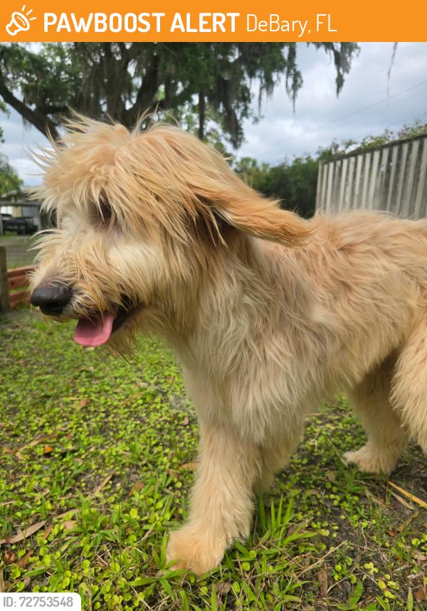 Found/Stray Male Dog last seen Highbanks in debary , DeBary, FL 32713