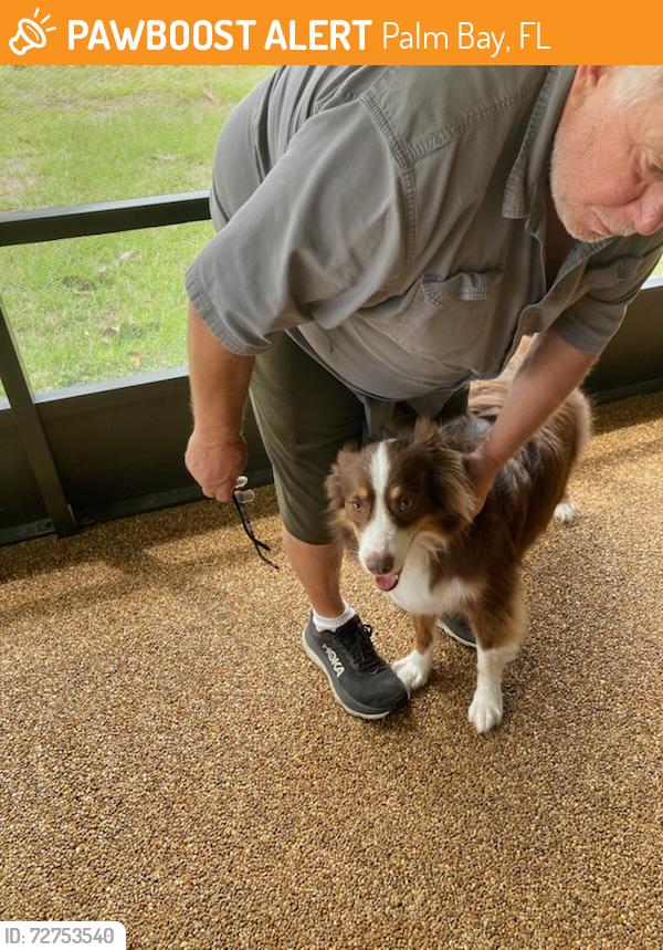 Found/Stray Unknown Dog last seen Narragansett St NE and Humay St, Palm Bay, FL 32907