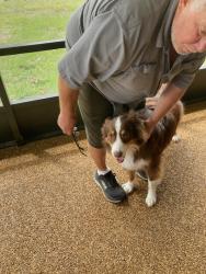 Found/Stray Unknown Dog last seen Narragansett St NE and Humay St, Palm Bay, FL 32907