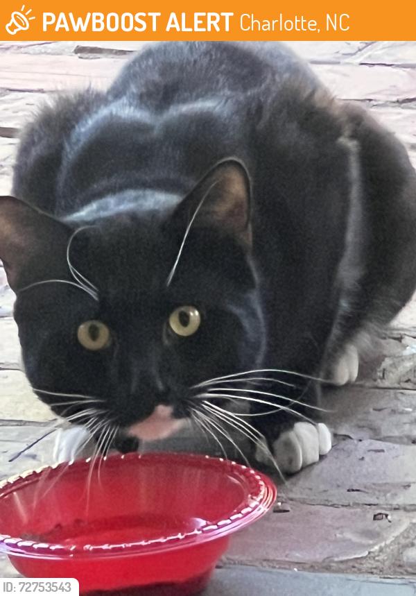 Found/Stray Unknown Cat last seen Heydon Hall Circle and Blackhorse Lane, Charlotte, NC 28210